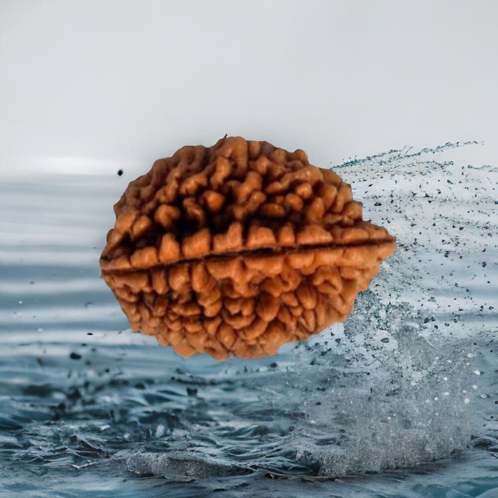 1 Mukhi Rudraksha (The Enlightenment) - Image 3