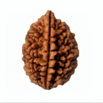 1 Mukhi Rudraksha (The Enlightenment)