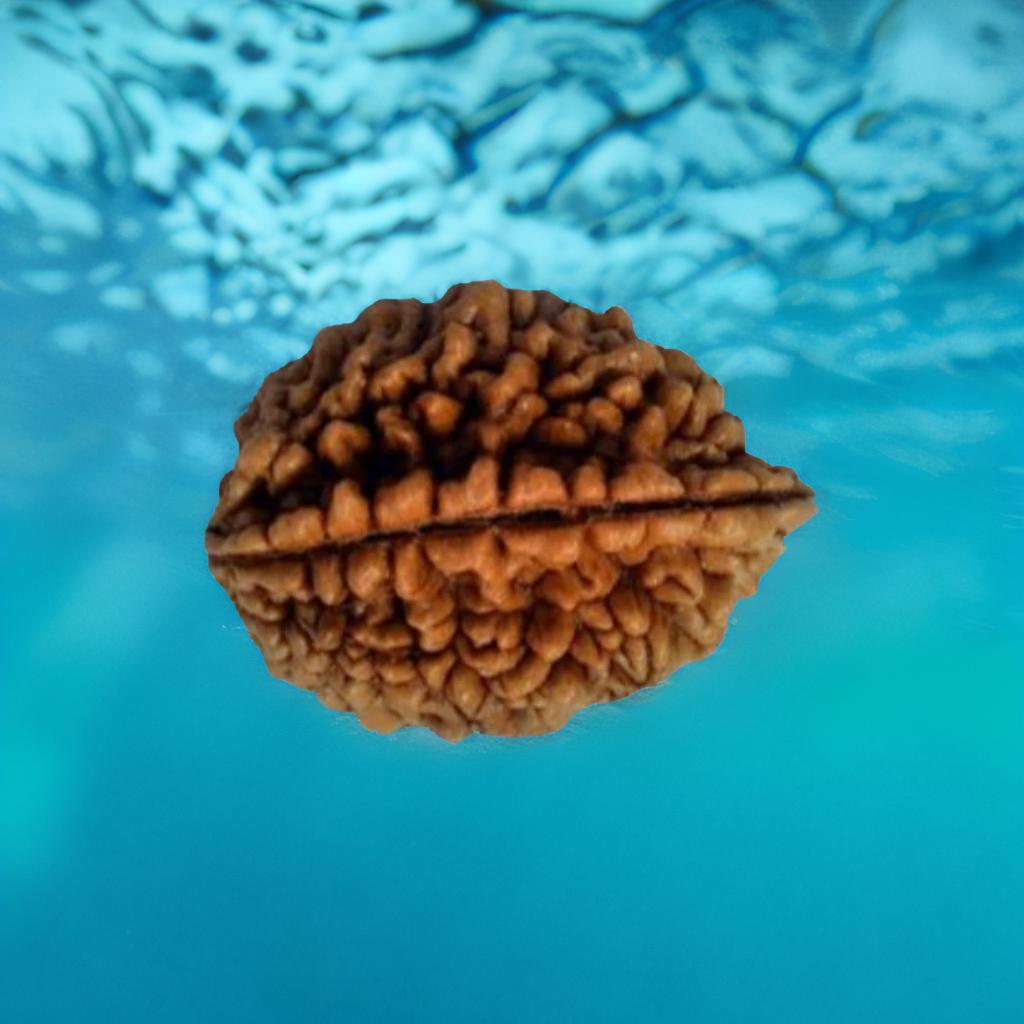 1 Mukhi Rudraksha