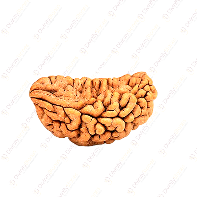 1 Mukhi Rudraksha