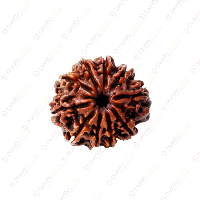 10 Mukhi Rudraksha