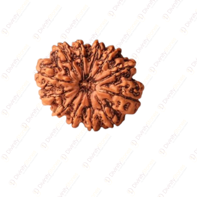11 Mukhi Rudraksha