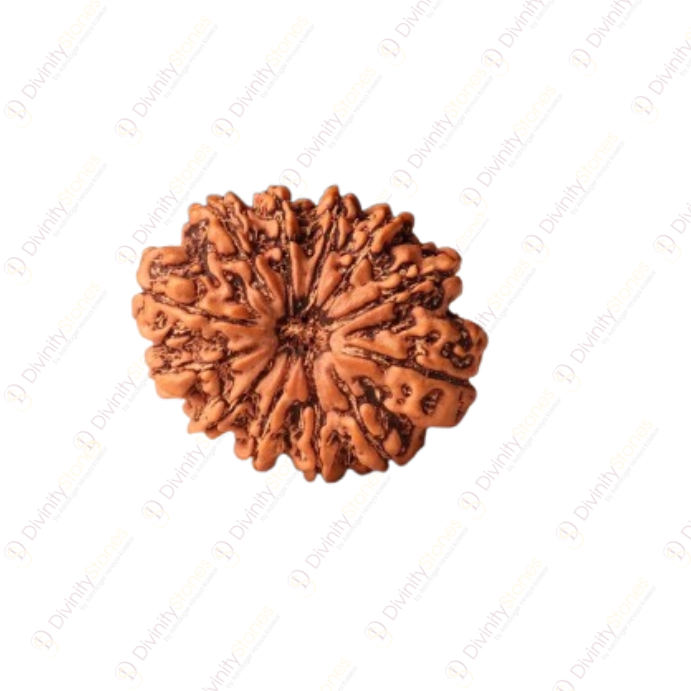 12 Mukhi Rudraksha