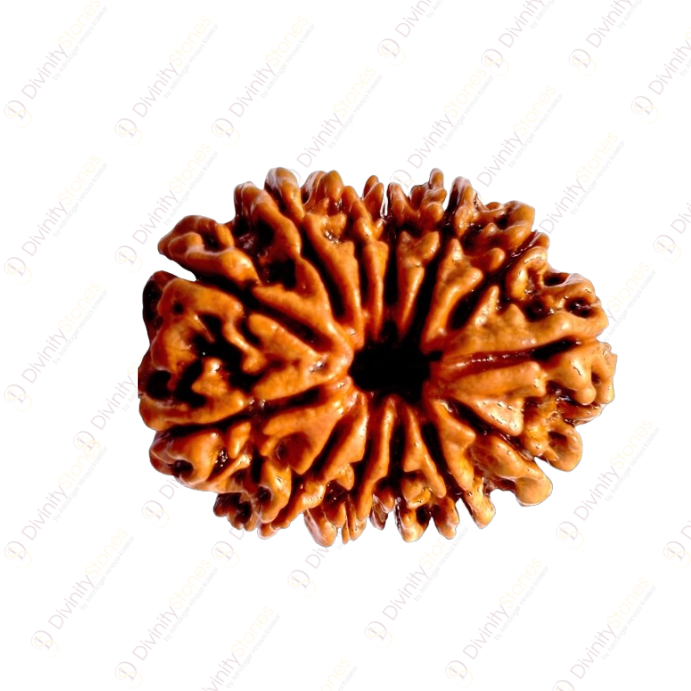 13 Mukhi Rudraksha