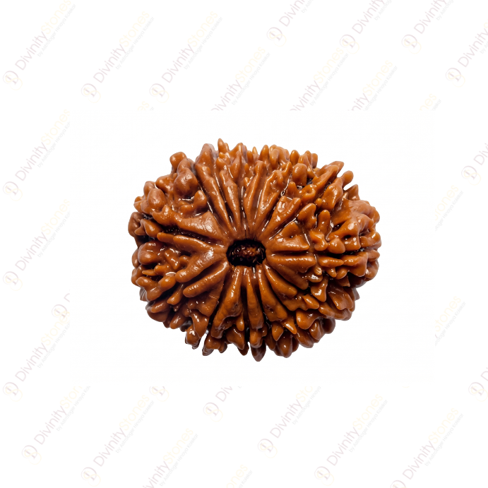 14 Mukhi Rudraksha