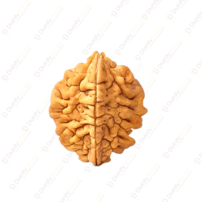 2 Mukhi Rudraksha