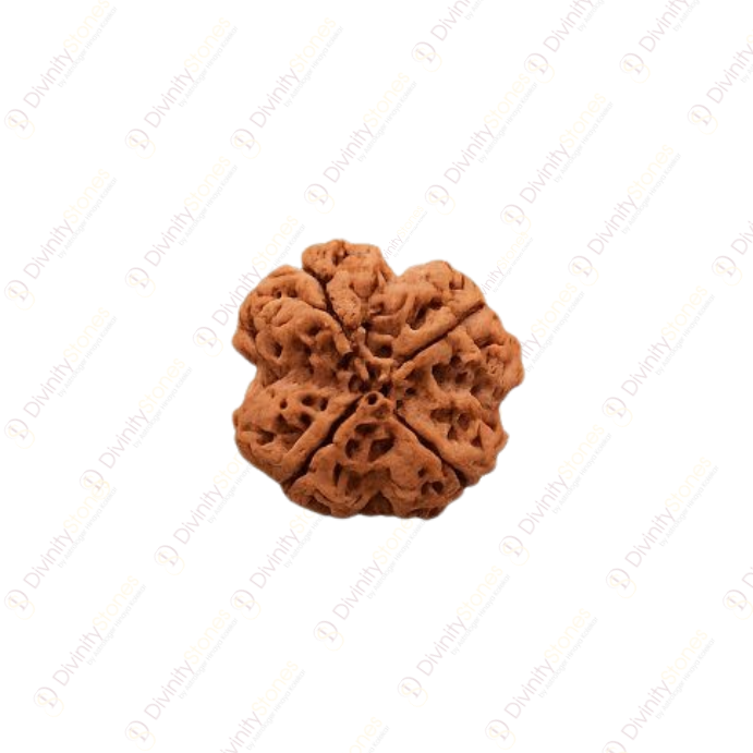 4 Mukhi Rudraksha
