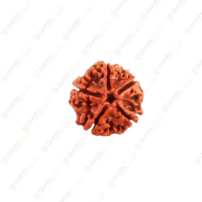 5 Mukhi Rudraksha