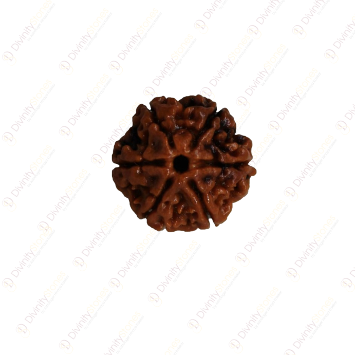 6 Mukhi Rudraksha
