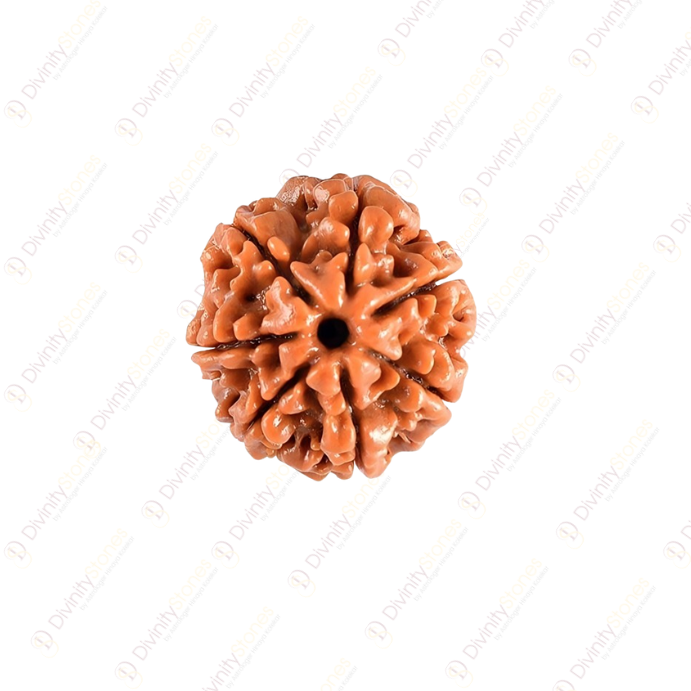 7 Mukhi Rudraksha