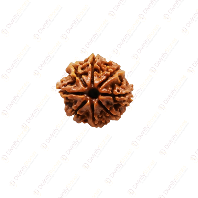 8 Mukhi Rudraksha