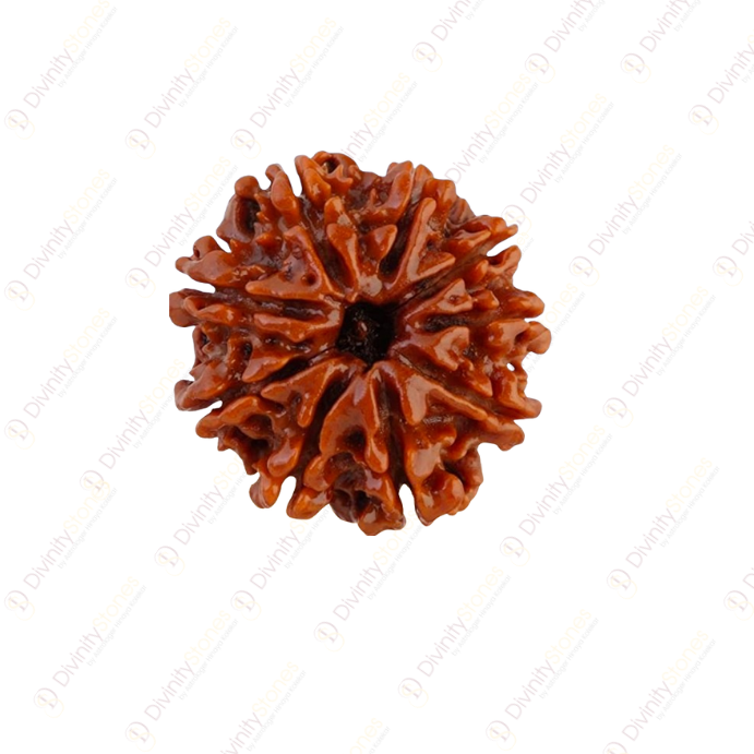 9 Mukhi Rudraksha