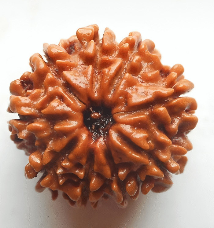 10 Mukhi Rudraksha (The Beacon)