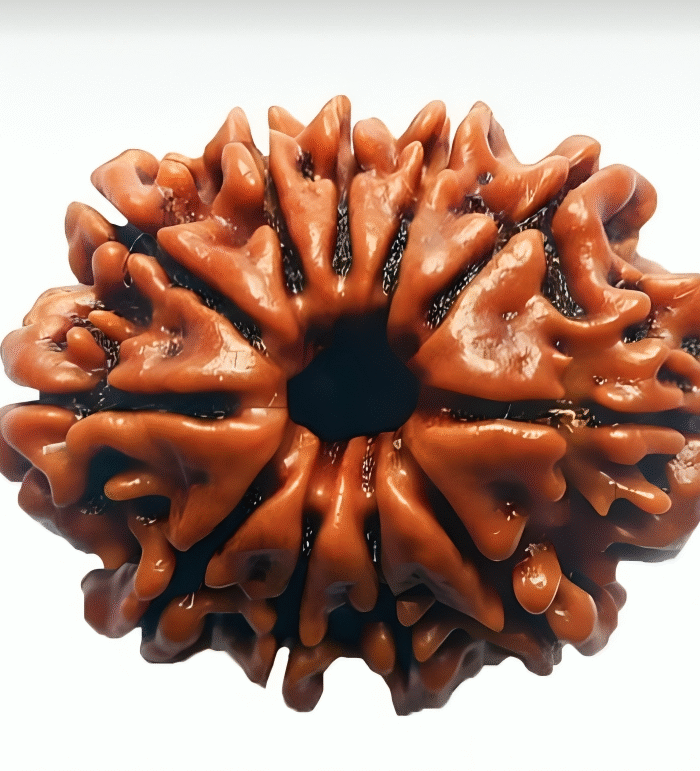 11 Mukhi Rudraksha (Hanuman Ji Rudraksh)