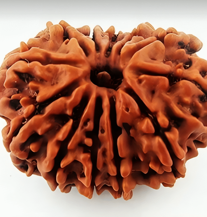 12 Mukhi Rudraksha (The Leader Rudraksh)