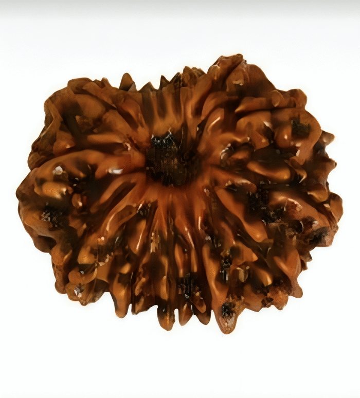13 Mukhi Rudraksha (The Influencer)