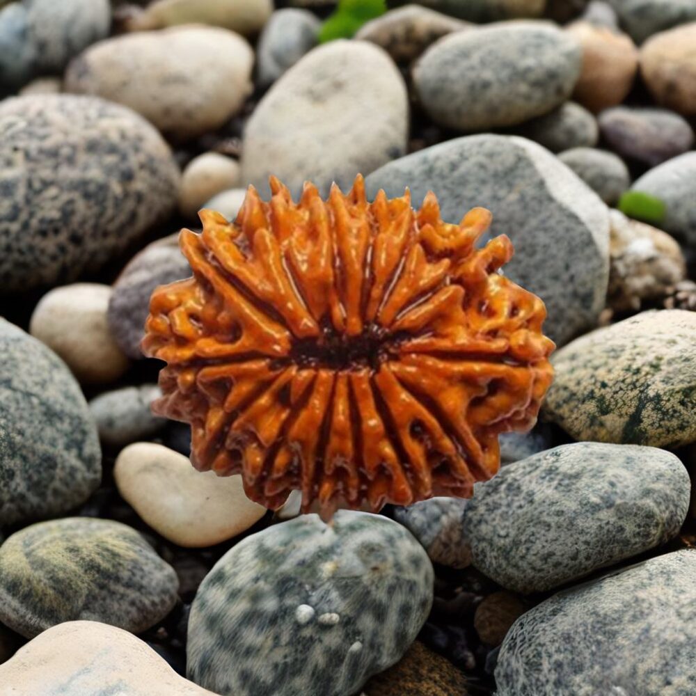 14 Mukhi Rudraksha (Multi Millionaire) - Image 3