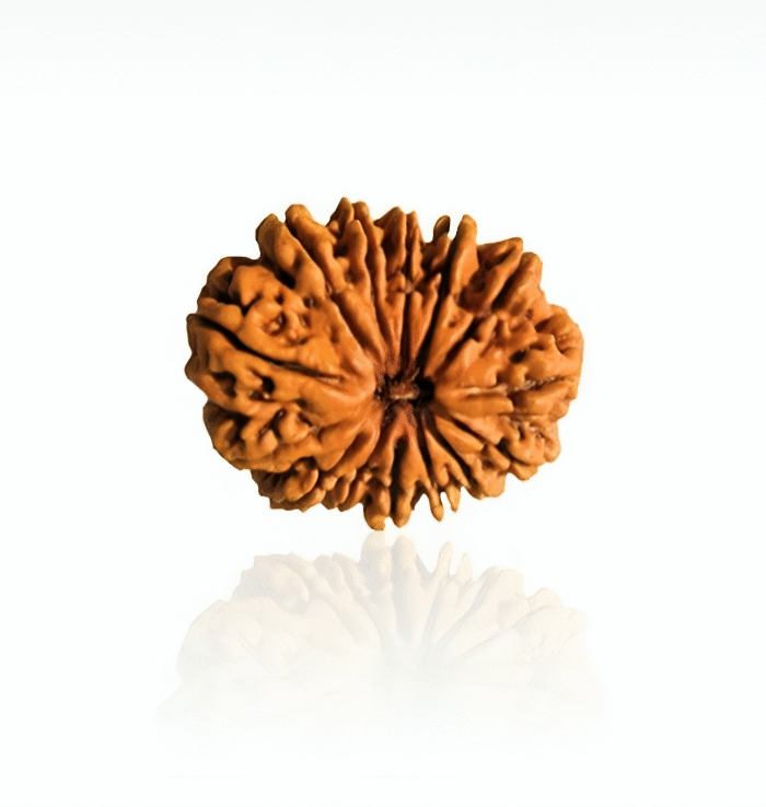 14 Mukhi Rudraksha (Multi Millionaire)