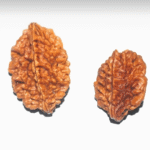 2 Mukhi Rudraksha(The Harmonizer)