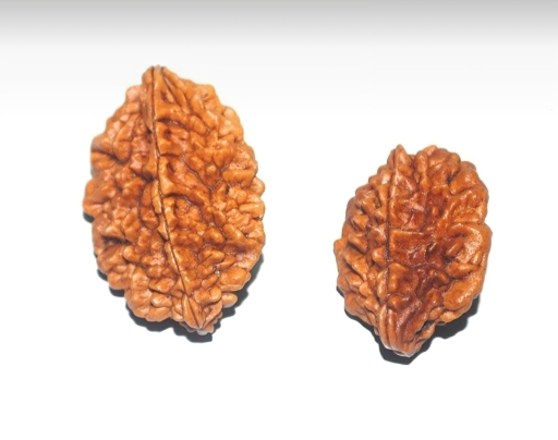 2 Mukhi Rudraksha(The Harmonizer)