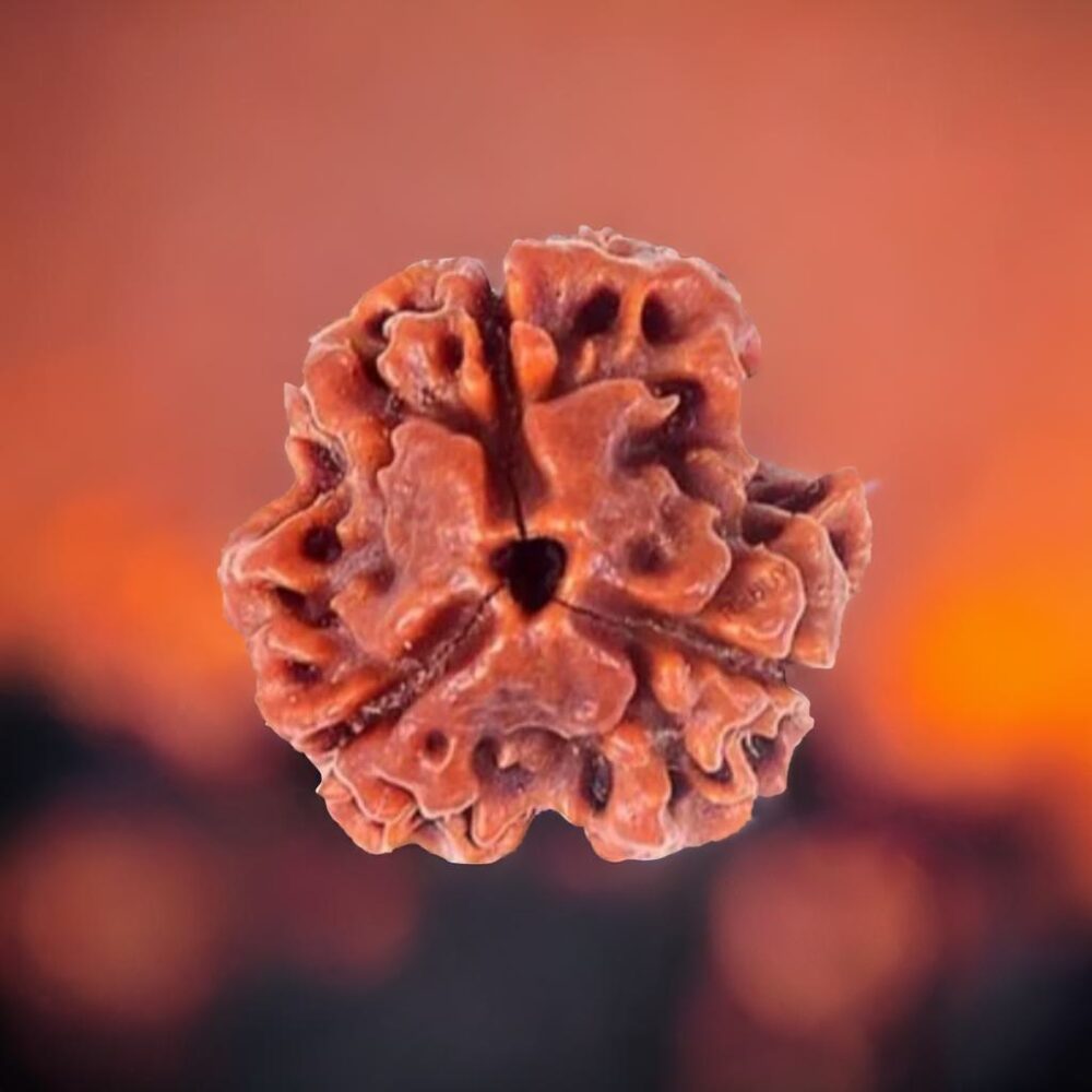 3 Mukhi Rudraksha (The Galvanizer) - Image 2