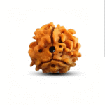 3 Mukhi Rudraksha (The Galvanizer)