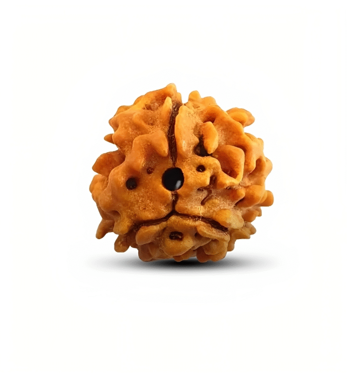 3 Mukhi Rudraksha (The Galvanizer)