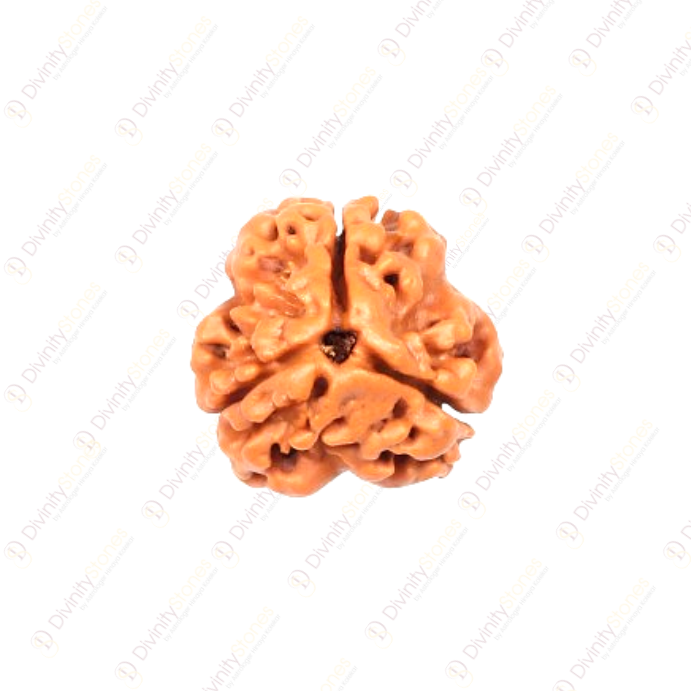 3 Mukhi Rudraksha