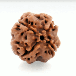 4 Mukhi Rudraksha (The Mindshaper)