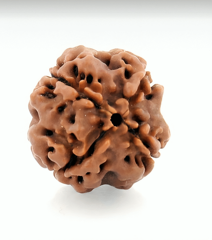 4 Mukhi Rudraksha (The Mindshaper)