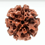 5 Mukhi Rudraksha (The Protector)