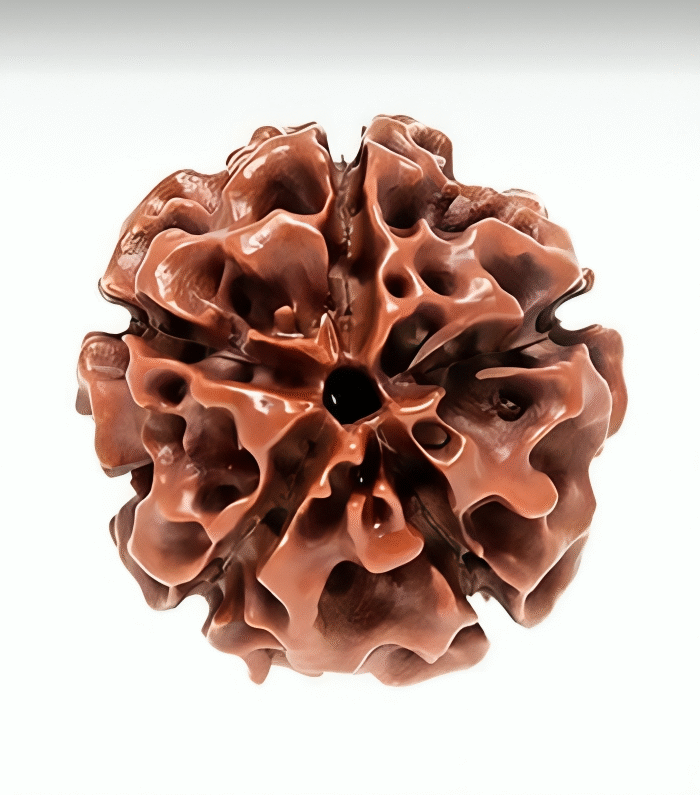 5 Mukhi Rudraksha (The Protector)