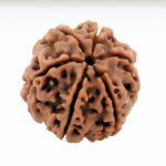 6 Mukhi Rudraksha (The Opulence Seeker)