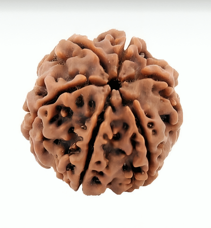 6 Mukhi Rudraksha (The Opulence Seeker)