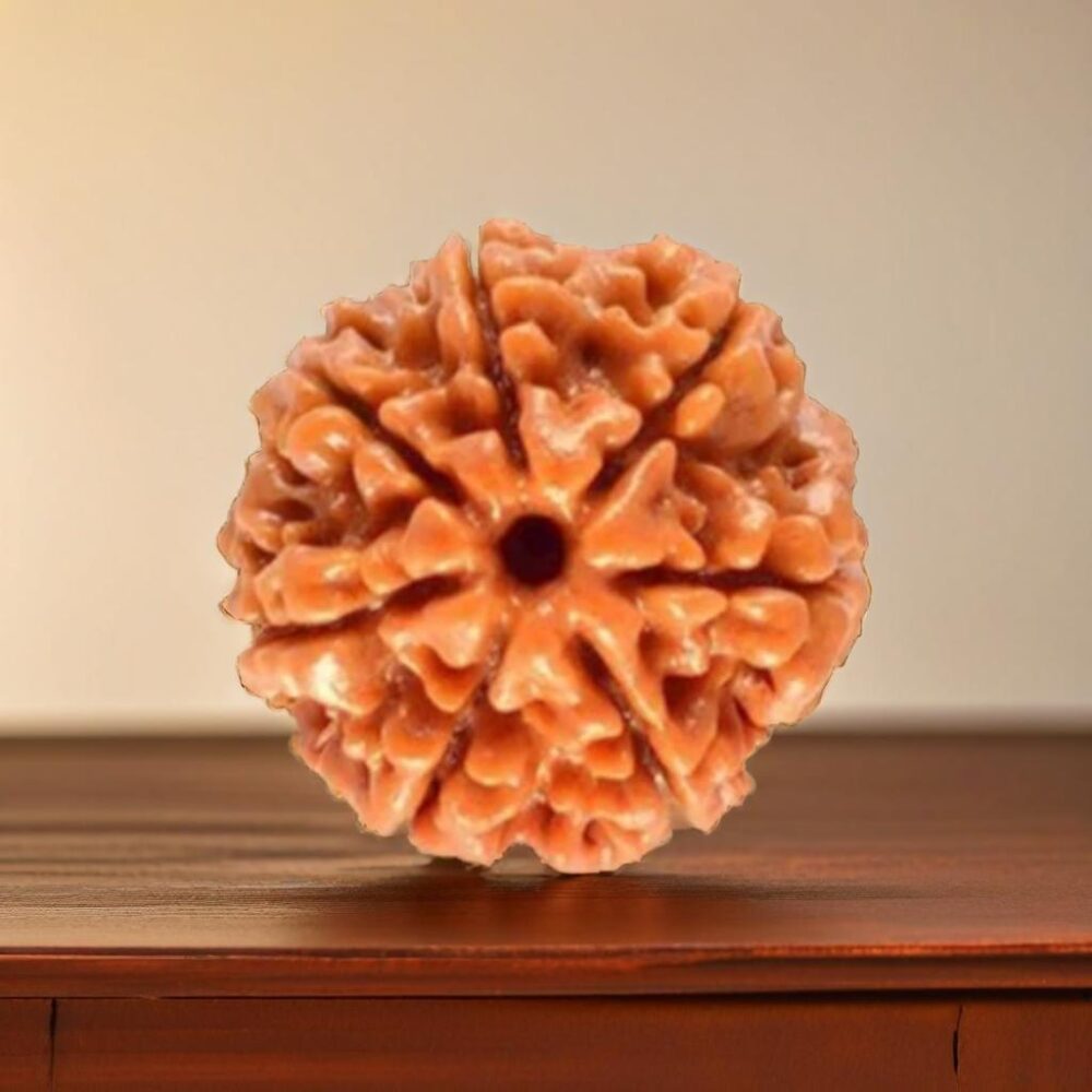 7 Mukhi Rudraksha (The Money Maker) - Image 3