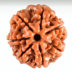 7 Mukhi Rudraksha (The Money Maker)