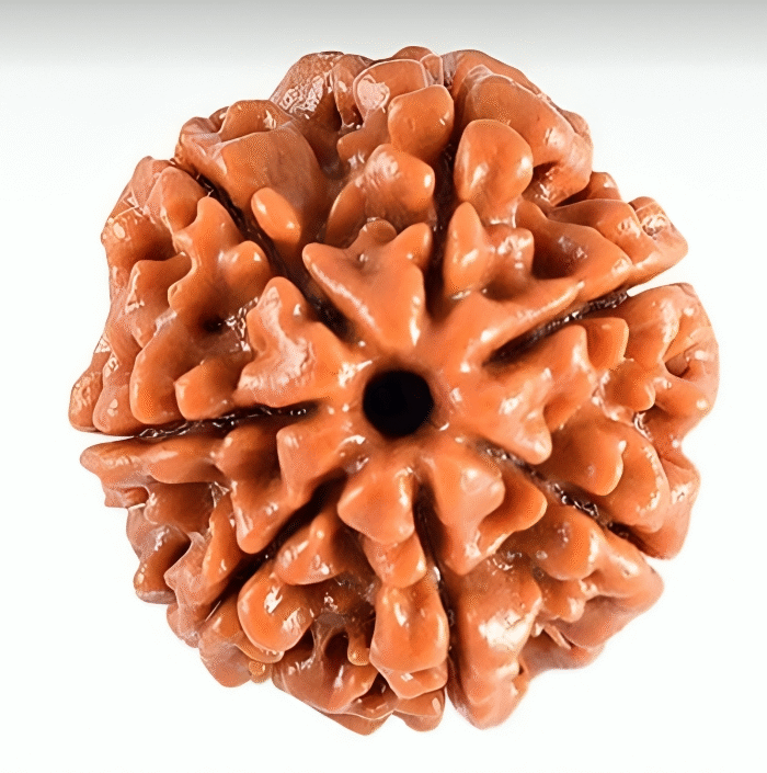 7 Mukhi Rudraksha (The Money Maker)