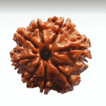 8 Mukhi Rudraksha (The Troubleshooter)