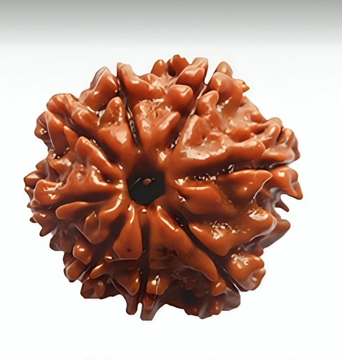 8 Mukhi Rudraksha (The Troubleshooter)