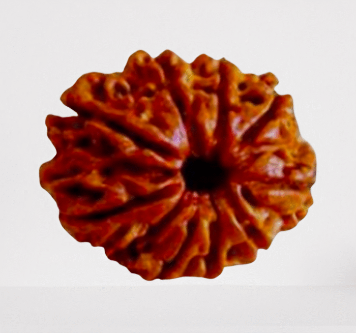 9 Mukhi Rudraksha (Maa Durga Rudraksha/Nav Durga Rudraksha)