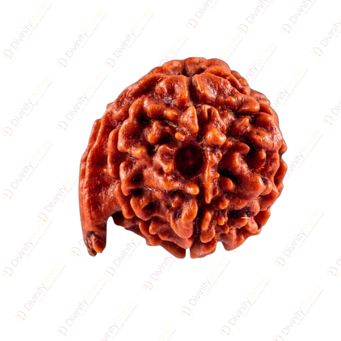 Ganesh Rudraksha