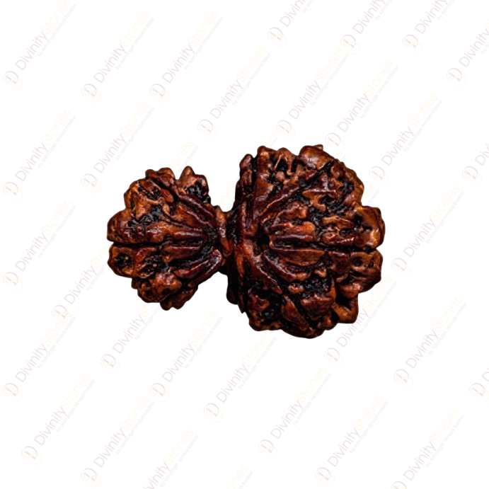 Garb Gauri Rudraksha
