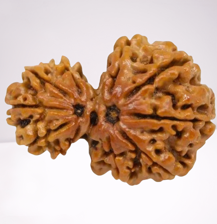 Garb Gauri Rudraksha (The Womb Protector)