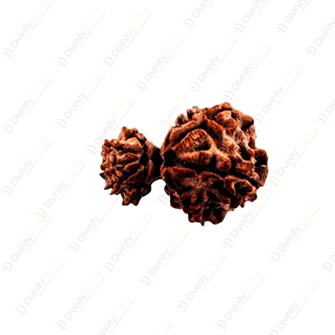 Gauri Shankar Rudraksha